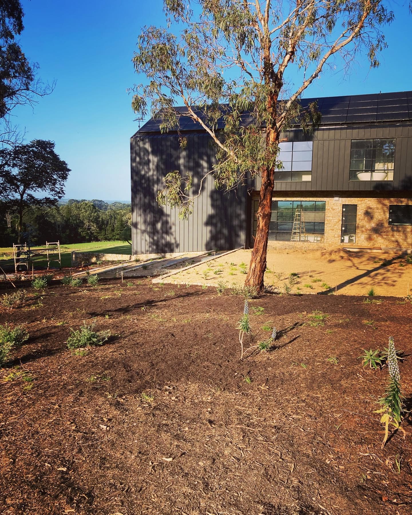 Finished garden planting beneath an established gum tree beside the residence