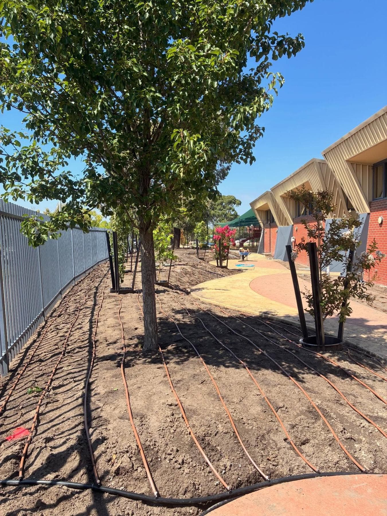 Dripline installation around existing trees and new planting at another school site