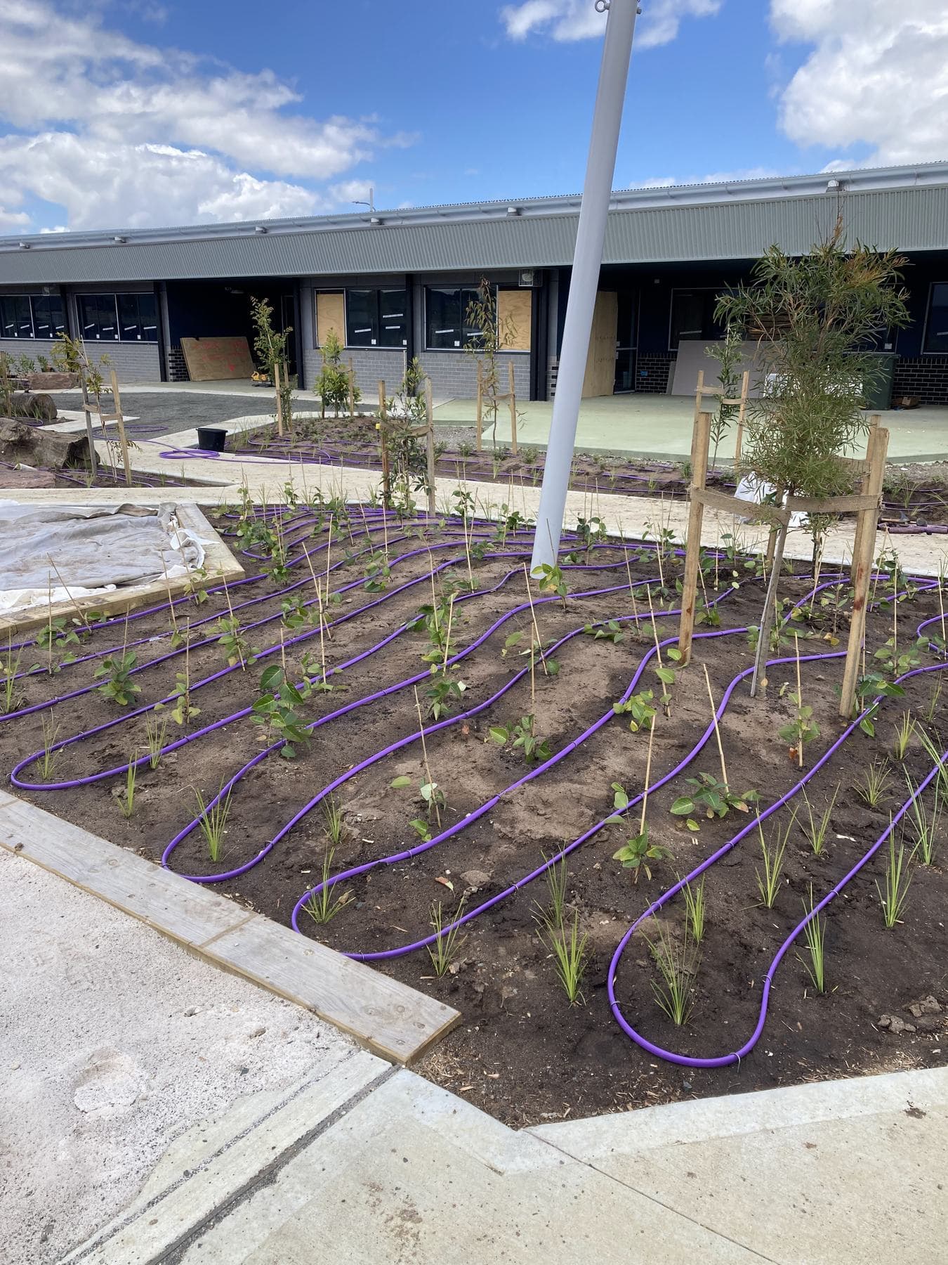 Purple dripline installed throughout a newly planted school courtyard garden bed